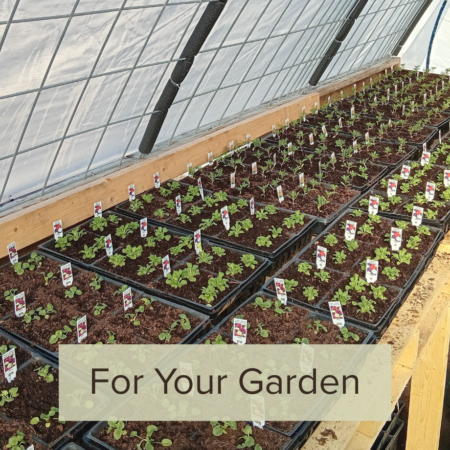 Nursery Plants (Spring)